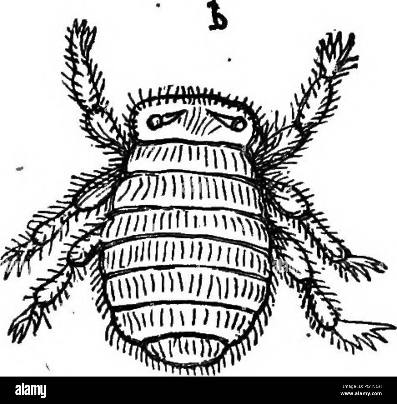 . Le guide de l'apiculteur : ou manuel du rucher . La culture de l'abeille ; les abeilles. 2'il Bee L,ouse. 425 où il appartient, et les Hémiptères, qui contient les bugs et la plupart des poux. Il suppose l'état semi-nymphe presque dès qu'ont éclos et, plus étrange de tous, est considé- ering, la taille de l'abeille sur lequel il vit et à laquelle elle aspire sa nourriture, énormément grand. Deux ou trois, et parfois jusqu'à dix, se trouvent sur une seule abeille. Si l'on tient compte de leur grande taille, nous ne pouvons pas étonnant qu'ils ont bientôt devitalize les abeilles. Ces dommages n'ont pas fait grand chose sauf dans le sud de l'Euro Continental Banque D'Images