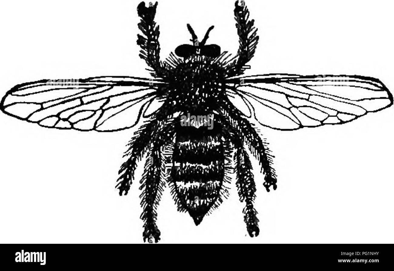 . Le guide de l'apiculteur : ou manuel du rucher . La culture de l'abeille ; Abeilles. La troisième veine est fourchue, si dans les trois genres le troisième de l'antenne (Fig. 200) se termine par une soie prolongée. L'un des plus communs de ces ravageurs, dont je suis informé par le Dr Hagen est Mallaphora orcina, Weid,. Est Fig. 203.. un pouce de long, et étend un et trois-quarts pouces (Fig. 203). La tête (Fig. 200) est large, le regard noir et proéminents, les antennes de transmission de trois, la dernière se terminant dans un mixte de soies, tandis que le bec est très grand, fort, et, comme des yeux et antennes, le charbon noir. Le présent. Ple Banque D'Images