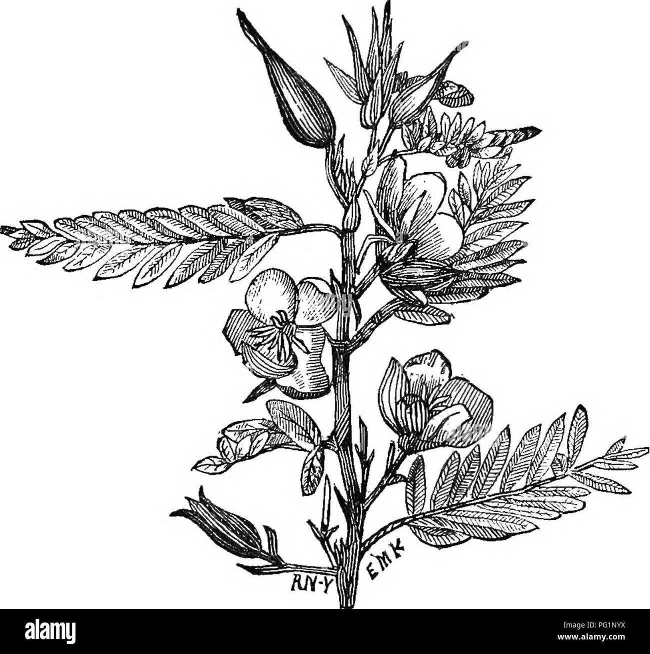 . Le guide de l'apiculteur : ou manuel du rucher . La culture de l'abeille ; les abeilles. Le pois perdrix, 3^3 excellent pour les pâturages et pour vert fumer. Les par- tridge pois, Cassia chamaecrista (Fig. i6S), rencontrer d'abondance- dant, nectar et le hke de niébé le Sud a floral supplémentaire ainsi que des glandes floral. Lupin, Lupinus perennis et gill ou lierre terrestre, glechoma Nepeta, a commencé à la Fig. i68.. Pois Perdrix, blossom en mai arul maintenant sont complètement out. Cette dernière est une monnaie, un proche parent de cataire. Je trouve qu'il y sont des menthes sont un excellent miel-plants, et très probablement payer plus pour semer à wa Banque D'Images