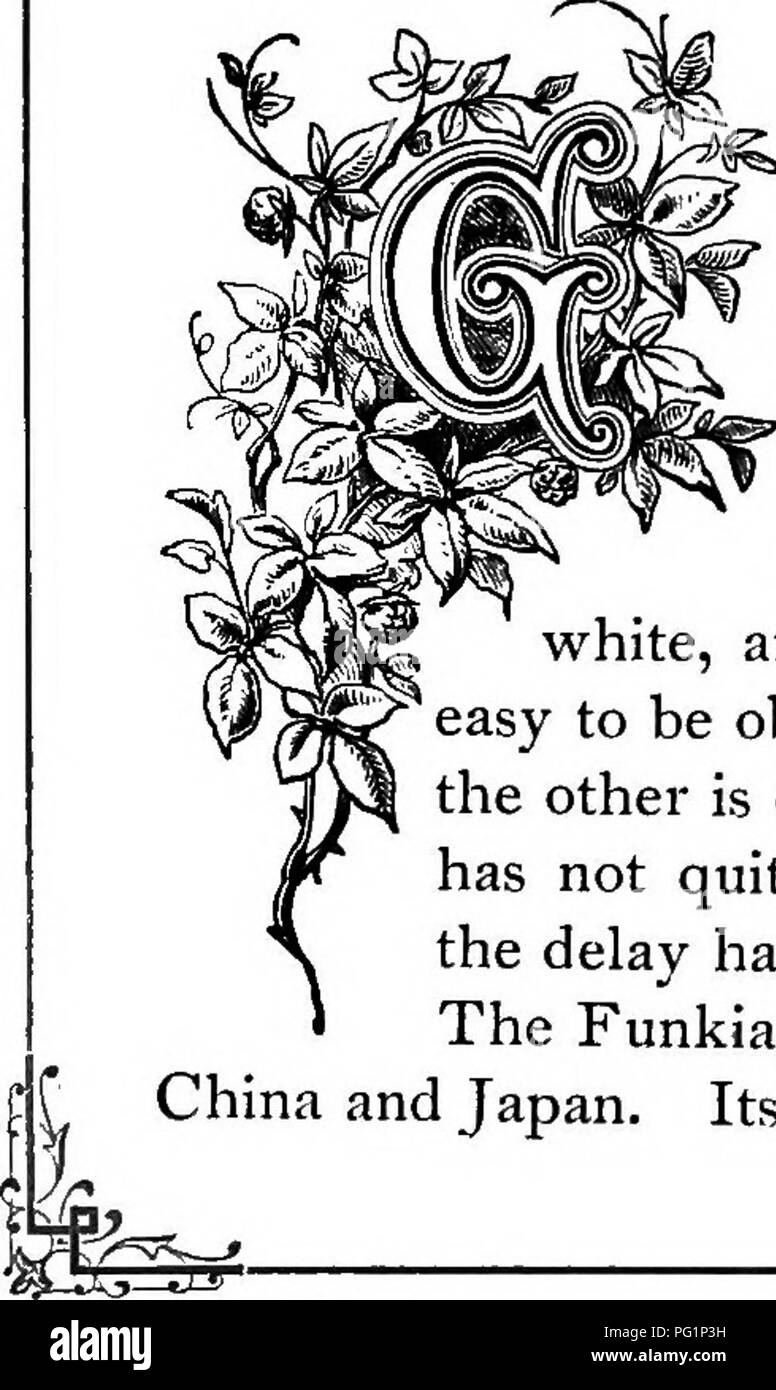 . Le Royaume floral : son histoire, le sentiment et la poésie : un dictionnaire de plus de 300 plantes, avec les genres et les familles auxquelles elles appartiennent, et la langue de chaque illustré avec les pierres précieuses à la poésie . Langage des fleurs ; les fleurs dans la littérature. FTICSSIA.. Cloches d'ailes et soigné, Feuillage brillant mark le fuchsia, qui a formé depuis de nombreuses années l'un des plus attrayants de plantes pour les émissions et le salon de la culture. La sécheresse de l'atmosphère, une grande cause de l'échec, peuvent être évités grâce à l'arrosage en été, et d'un navire je d'eau sur le poêle en hiver. Reservoir d Banque D'Images