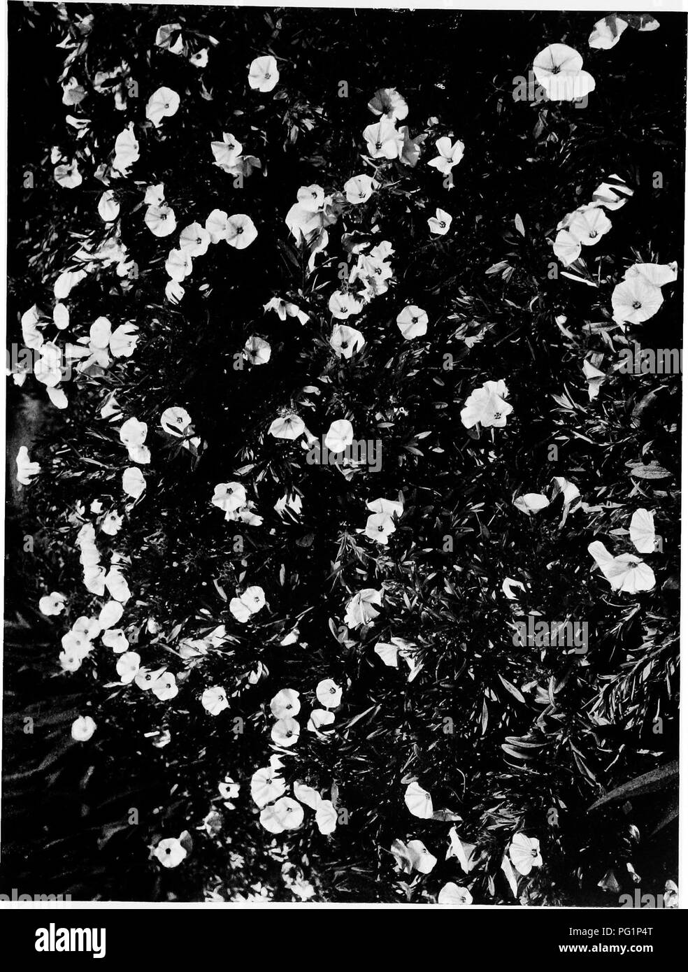 . Mes arbustes . Arbustes arbustes ornementaux ; w. o •un o en D Z O O. Veuillez noter que ces images sont extraites de la page numérisée des images qui peuvent avoir été retouchées numériquement pour plus de lisibilité - coloration et l'aspect de ces illustrations ne peut pas parfaitement ressembler à l'œuvre originale.. Phillpotts, Eden, 1862-1960. London ; New York : John Lane Banque D'Images