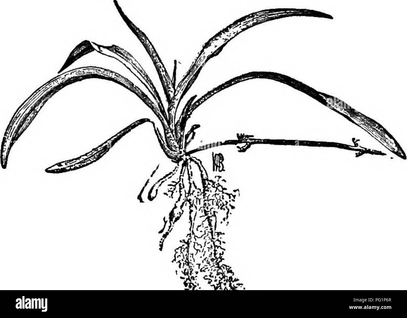 . Cyclopedia of American horticulture, comprenant des suggestions pour la culture de plantes horticoles, les descriptions des espèces de fruits, légumes, fleurs et plantes ornementales vendues aux États-Unis et au Canada, ainsi que des notes biographiques et géographiques. Le jardinage. AlTTHEMIS ANTHEMIS (nom grec de la camomille). Com- pdsitm. La camomille. Le pyrèthre-comme les plantes à parfum, annuelle, bisannuelle ou vivace, les membres d'un grand. Région tempérée de l'ancien monde genre. De nombreux chefs- fleur, le disque jaune, le soleil blanc et jaune et (dans le culte commun, espèce) pistil, le r Banque D'Images