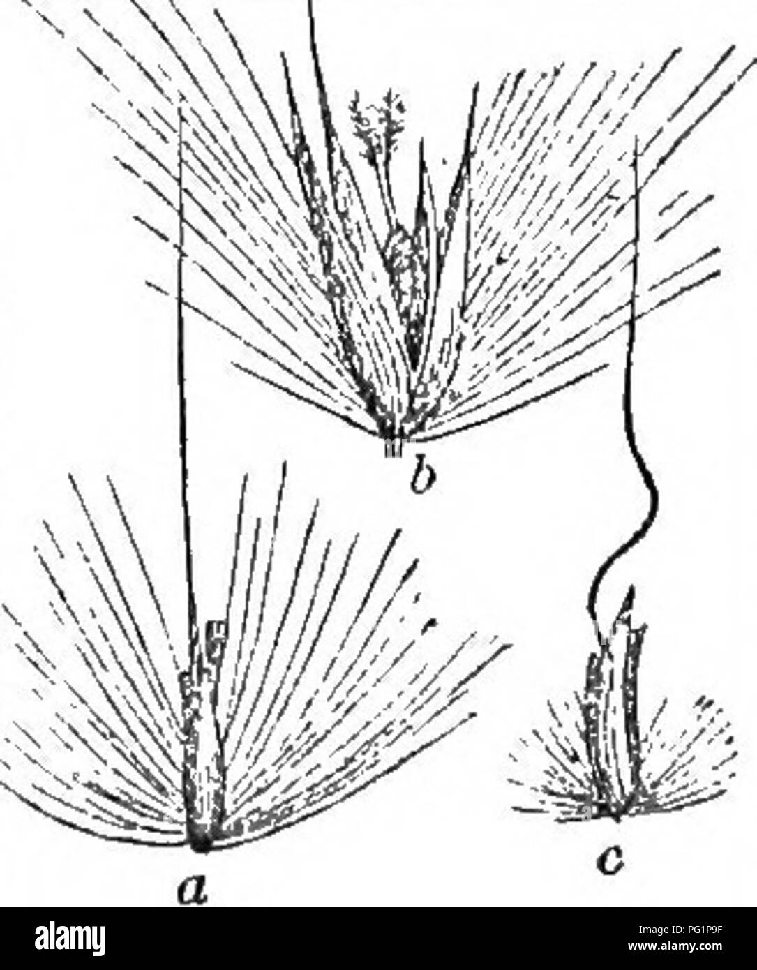 . Class-livre de botanique : être présente de la structure, la physiologie et la classification des végétaux ; avec une flore des États-Unis et du Canada . Botanique ; botanique ; botanique. noiaphruTn.. Veuillez noter que ces images sont extraites de la page numérisée des images qui peuvent avoir été retouchées numériquement pour plus de lisibilité - coloration et l'aspect de ces illustrations ne peut pas parfaitement ressembler à l'œuvre originale.. Bois, Alphonso, 1810-1881. New York : A. S. Barnes &AMP ; Burr Banque D'Images