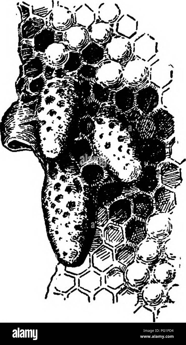 Apiculture pour le New Hampshire. Les abeilles. Fig. 3.-l'abeille : a. Œuf  ; b, jeune larve ; c, vieille larve, pupe ; un. Trois fois grandeur  nature.. j'^^n-f Fig. 4.-cellules royales.