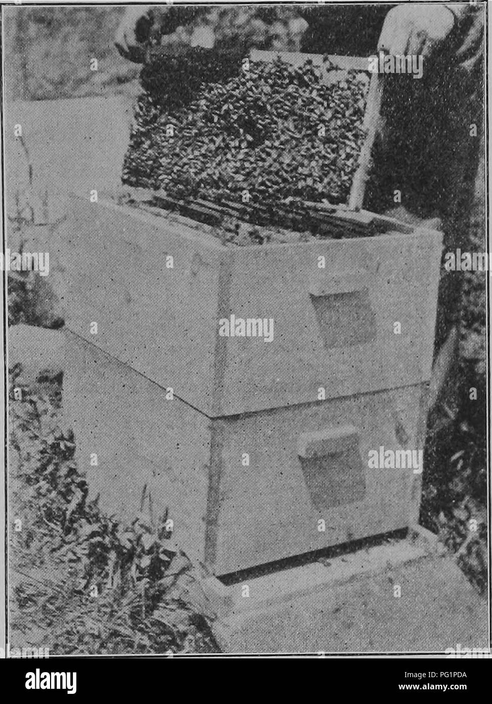 . Apiculture pour le New Hampshire. Les abeilles. Juin, 1921] APICULTURE POUR LE NEW HAMPSHIRE ing depuis le haut à l'intérieur d'un pouce de la barre du bas doit être utilisé dans chaque image ; cette fondation est de pure cire d', roulé dans une feuille mince, de chaque côté de laquelle est impressionné les fondations ou des bases de travailleur des cellules. Grandes feuilles de fondation dans les trames sont économiques de plusieurs façons : d'abord, les abeilles sont enregistrés les consommation de miel et le temps nécessaire pour sécréter la cire et construire ce peigne beaucoup ; en second lieu, leur utilisation encourage également les abeilles pour construire les rayons droites qui peuvent plus facilement être Ufted out Banque D'Images