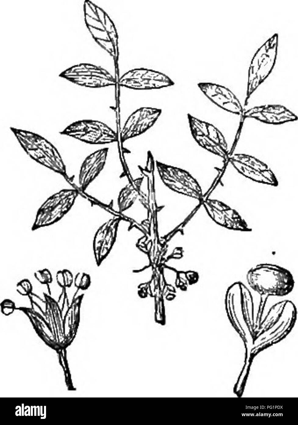 Cette référence horticole fournit des descriptions concises des arbres et arbustes robustes trouvés en Grande-Bretagne, y compris la propagation, la culture et leurs utilisations. Il sert de guide à la fois pour l'étude scientifique et l'horticulture pratique. Banque D'Images