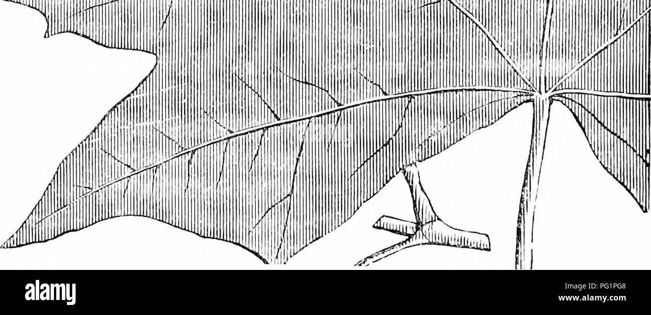 Ce travail offre un guide concis sur les arbres et arbustes robustes en Grande-Bretagne, indigènes et étrangers, avec des détails sur leur culture, leurs utilisations et leurs méthodes de propagation. Il comprend des illustrations pour une meilleure identification et compréhension. Banque D'Images