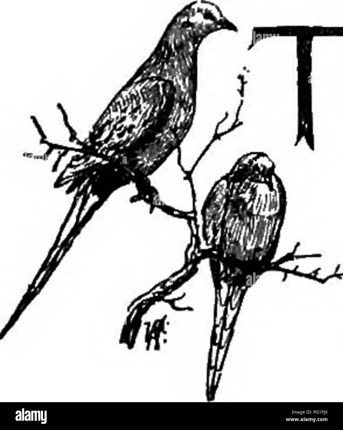 Le *Pet Book* traite de la domestication des pigeons, l'un des plus anciens oiseaux domestiqués connus. Il retrace leur histoire des temps anciens, y compris des références bibliques, et explore comment les pigeons ont été élevés pour différentes variétés au fil du temps. Banque D'Images