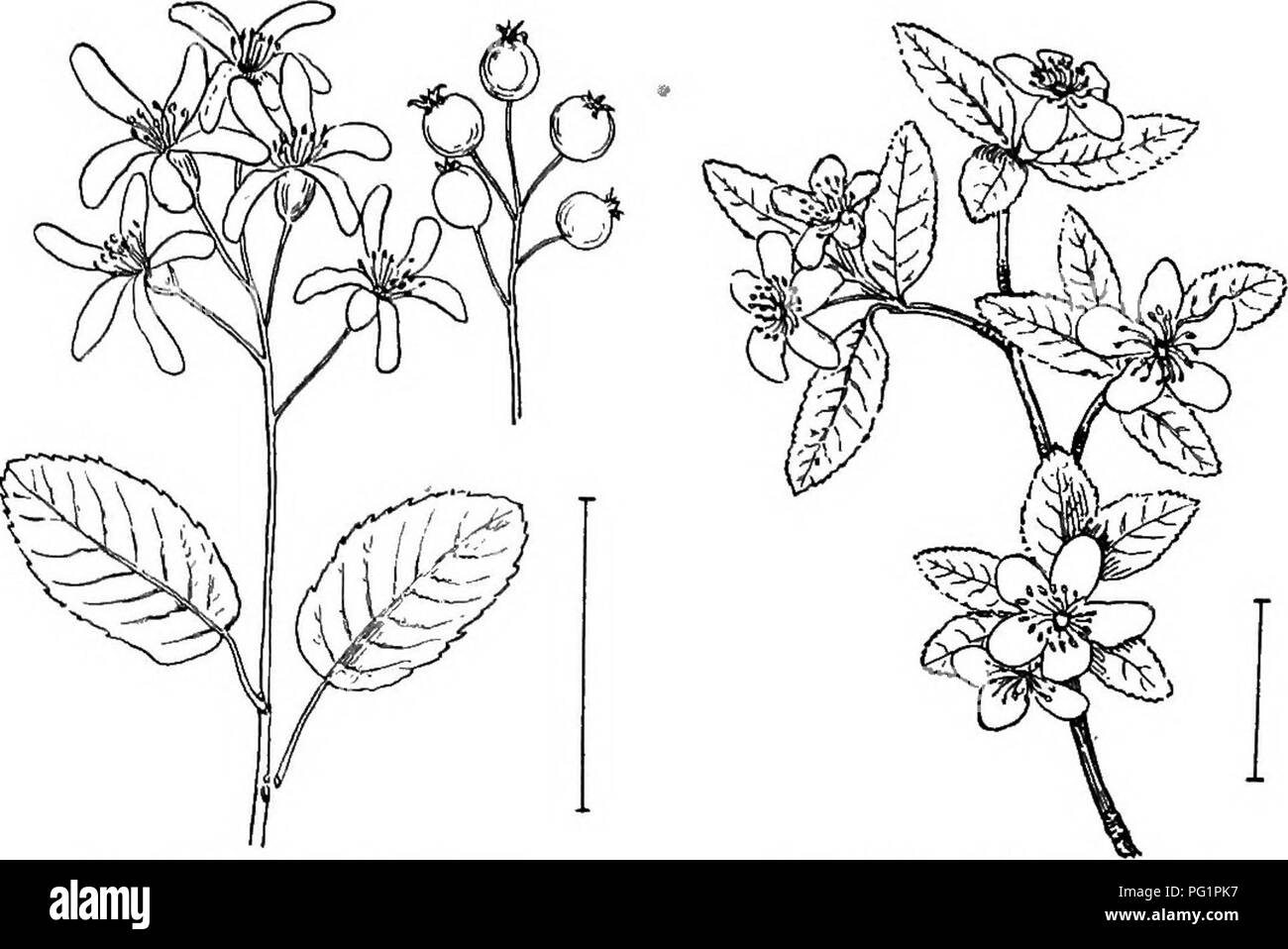 Ce travail sur les arbustes ornementaux aux États-Unis fournit des illustrations d'espèces robustes et cultivées telles que le buisson de Shad, le Serviceberry à feuilles d'aulne, et diverses variétés de bleuet bas et de bleuet à fruits oblongs. Les images sont des références précieuses pour les jardiniers, les horticulteurs et les passionnés de botanique qui cherchent à comprendre les caractéristiques de ces arbustes et leur culture. Banque D'Images