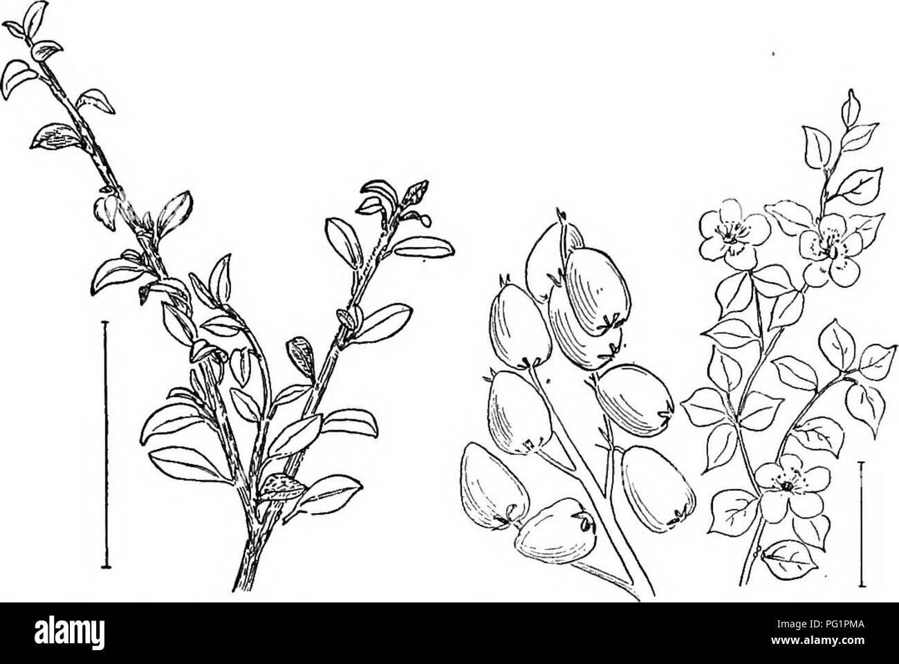 Cette référence couvre les arbustes ornementaux cultivés robustes trouvés dans tous les États-Unis. Il comprend des descriptions détaillées de diverses espèces comme le firethorn (Cotoneaster pyracantha), mettant en évidence leurs caractéristiques et leurs utilisations dans l'aménagement paysager. Banque D'Images