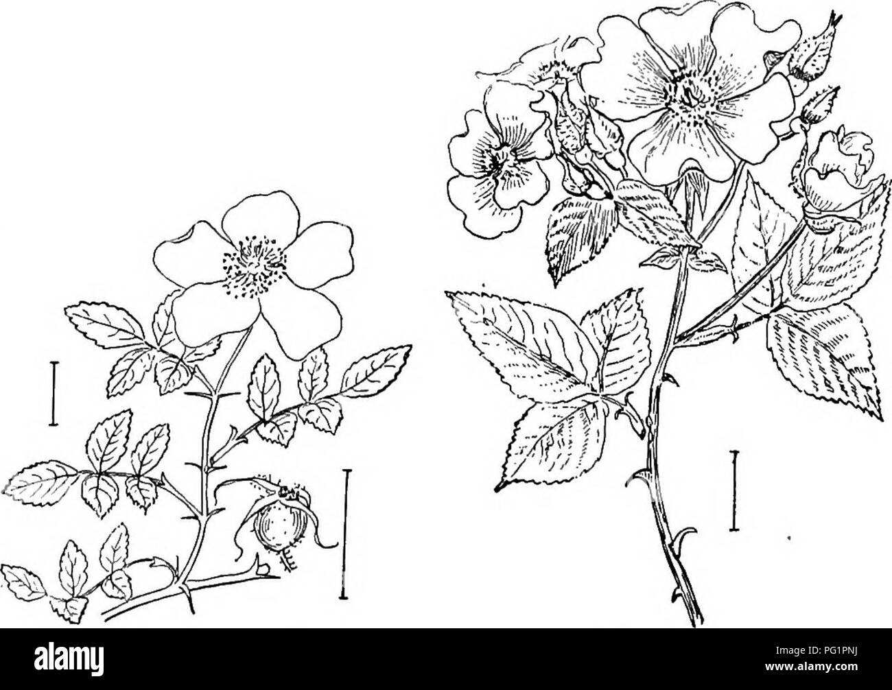 Cet ensemble d'illustrations présente des arbustes ornementaux robustes trouvés aux États-Unis, en se concentrant sur divers types de roses, y compris les roses marécageuses, brillantes, de pâturage et de prairie. Les images mettent en évidence la diversité et l’adaptabilité de ces plantes dans les milieux cultivés. Banque D'Images