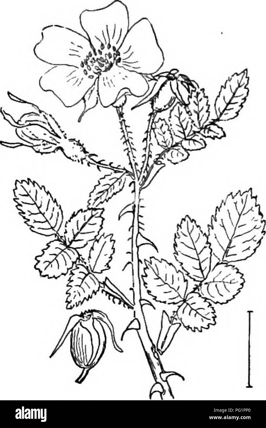 Ce catalogue décrit divers arbustes ornementaux cultivés aux États-Unis, tels que la rose à feuilles brutes japonaise et la rose à chiens. Il couvre leur apparence, leurs habitudes de croissance et les conditions idéales de plantation, offrant des conseils pratiques aux jardiniers et paysagistes. Banque D'Images