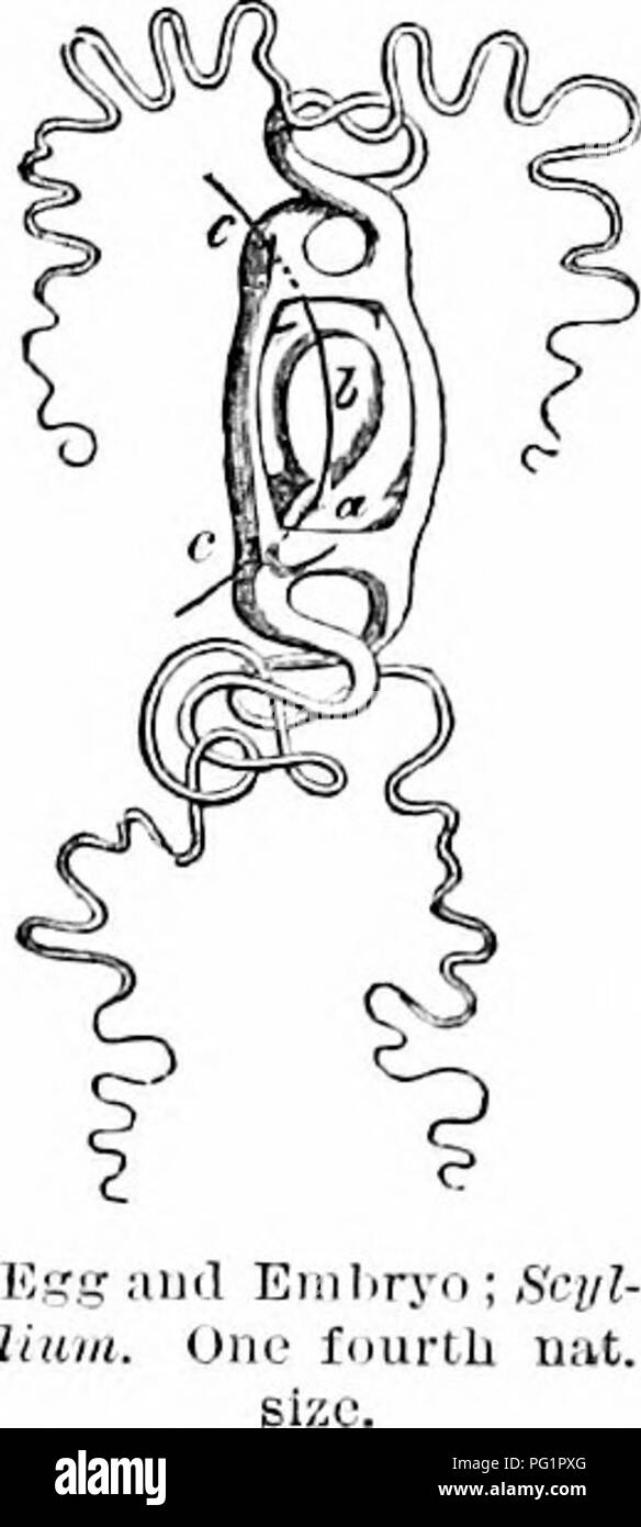 Ce texte complet sur l'anatomie des vertébrés explore la structure comparative de divers vertébrés, en se concentrant sur le développement des vaisseaux sanguins, des caractéristiques externes et des systèmes spécialisés comme l'artère mésentérique et les surfaces branchiales, en utilisant des spécimens de requins et de rayons. Banque D'Images