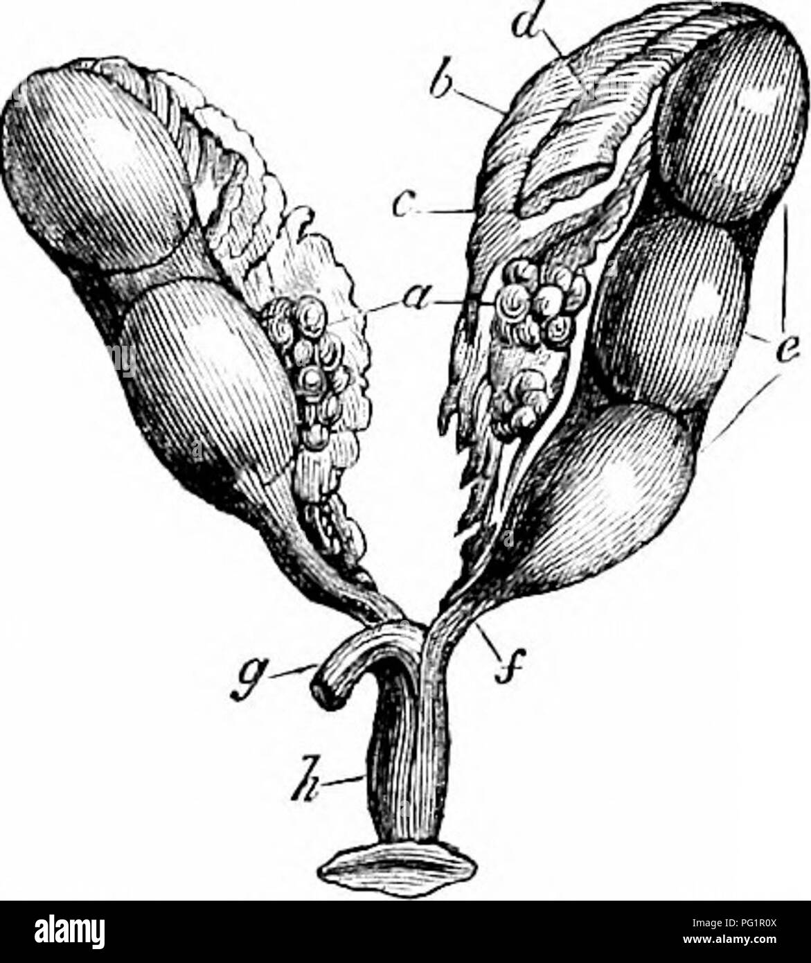 . Sur l'anatomie des vertébrés. L'anatomie comparée des vertébrés ;, ; 1866. Organes femelles des REPTILES. 587 397. Vue d'organes femelles en briques inipregnateil ; Zootoca. oviductes. L'oviducte commence par une simple fente allongée, ouvrant sur la marge de l'mesoary ; le conduit bientôt à près de contrats, et graduellement ténuité capillaire se développe à l'approche du cloaque, passation de nouveau avant son termi- nation. Dans le Snapper (^Chdi/BRD) l'ovi- disjDosed est conduit en bref, les plis transversaux entre les couches d'une vaste duplicature de péritoine, peu à peu, en largeur, et l'augmentation de Banque D'Images