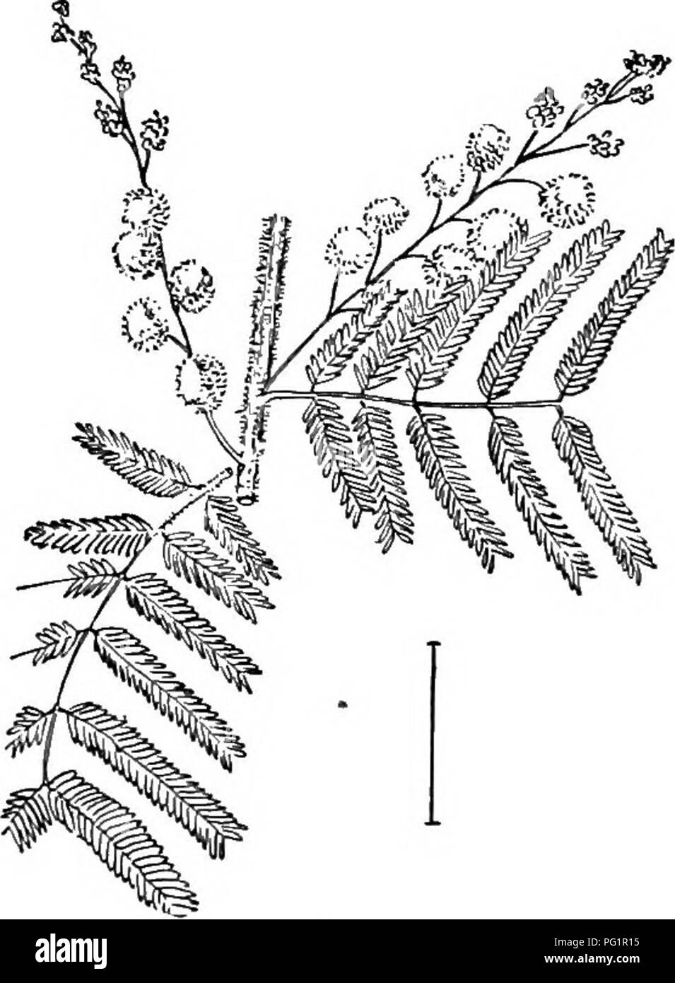 Ce texte présente divers arbustes ornementaux robustes cultivés aux États-Unis, avec des illustrations de différentes espèces comme l'Acacia à fleurs pâles et le Mulga. Il fournit des informations clés sur leurs caractéristiques et leurs pratiques culturales, aidant les jardiniers à identifier et à cultiver ces plantes avec succès dans divers climats. Banque D'Images