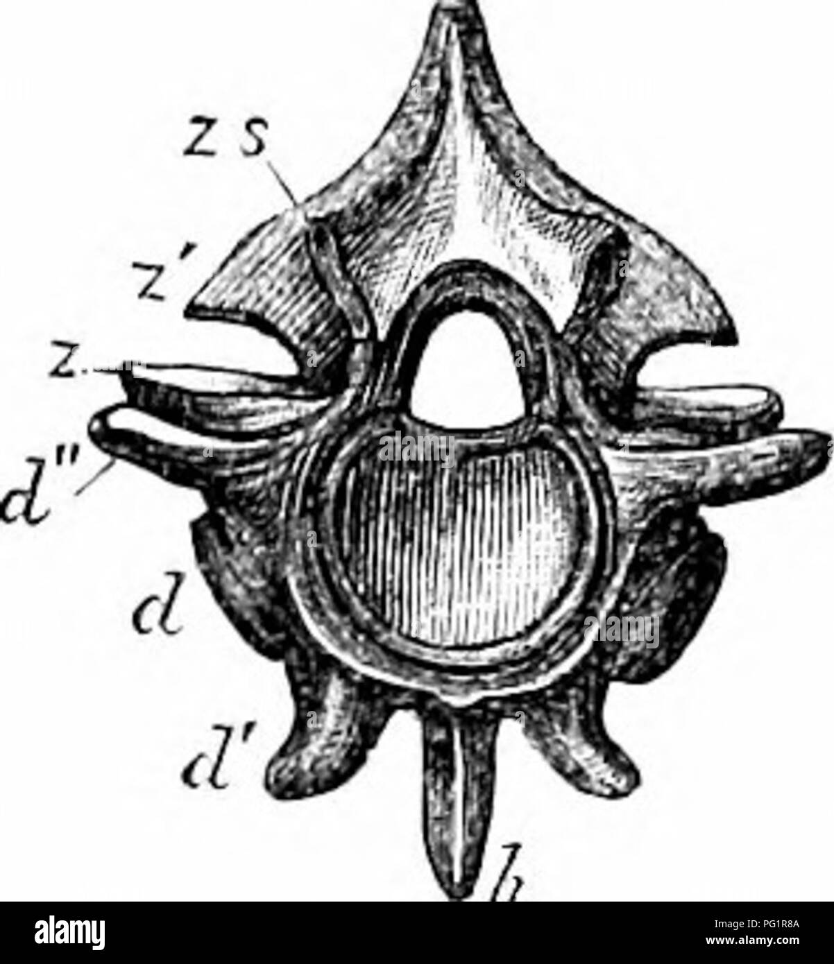 . Sur l'anatomie des vertébrés. L'anatomie comparée des vertébrés ;, ; 1866. ti-hr.Rattlesuakc tCmtillua tbe de v) base de la colonne vertébrale ; la partie inférieure de l'apex wedge étant, pour ainsi dire, coupé, et ses côtés en pente présentant deux smootli, télévision, surfaces articulaires. Ce filtre est reçu dans une cavité, la ' zygantruni», creusé dans la partie postérieure de l'expansion de l'arc neural, et ha-^'ing lisse deux surfaces articulaires à laquelle le zygosphenal arc surfaces adaptées. Ainsi, l'vertcl^ras de serpents d'articuler les uns avec les autres par 8 joints en plus de ceux de la tasse et la balle sur le centrum ; et Banque D'Images