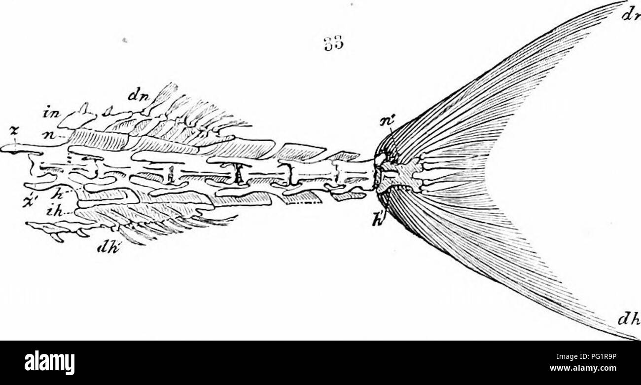 Ce travail de 1866 sur l'anatomie des vertébrés explore la structure comparative de divers vertébrés, en se concentrant sur les vertèbres caudales terminales et les arcs neuraux. Il examine les caractéristiques anatomiques de poissons comme le brochet et le perchoir, notant les différences dans les espaces et les processus de leurs structures vertébrales. Le travail met en évidence les adaptations évolutives en anatomie vertébrée. Banque D'Images Ce travail de 1866 sur l'anatomie des vertébrés explore la structure comparative de divers vertébrés, en se concentrant sur les vertèbres caudales terminales et les arcs neuraux. Il examine les caractéristiques anatomiques de poissons comme le brochet et le perchoir, notant les différences dans les espaces et les processus de leurs structures vertébrales. Le travail met en évidence les adaptations évolutives en anatomie vertébrée. Banque D'Images