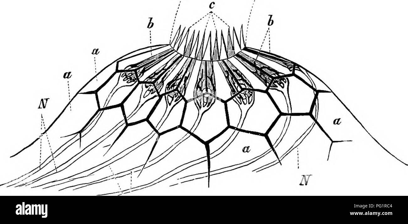 . Éléments de l'anatomie comparée des vertébrés. Anatomie, comparatif. 192 ANATOMIE COMPARATIVE B. Fig. 151.-Nekvb Urodelb d'élévation d'un. (Semidiagrammatic.) Je, les cellules de l'épiderme, qui througli le neuro-épithélium, b, h, peut être vu ; c, le cheveux terminaux de ces derniers (les cellules périphériques ne sont pas représenté) ; si, hj'aline tube, formé comme une sécrétion ; si, le passage à des fibres nerveuses et entourant les cellules sensorielles.. Veuillez noter que ces images sont extraites de la page numérisée des images qui peuvent avoir été retouchées numériquement pour plus de lisibilité - coloration et l'aspect de ces Banque D'Images