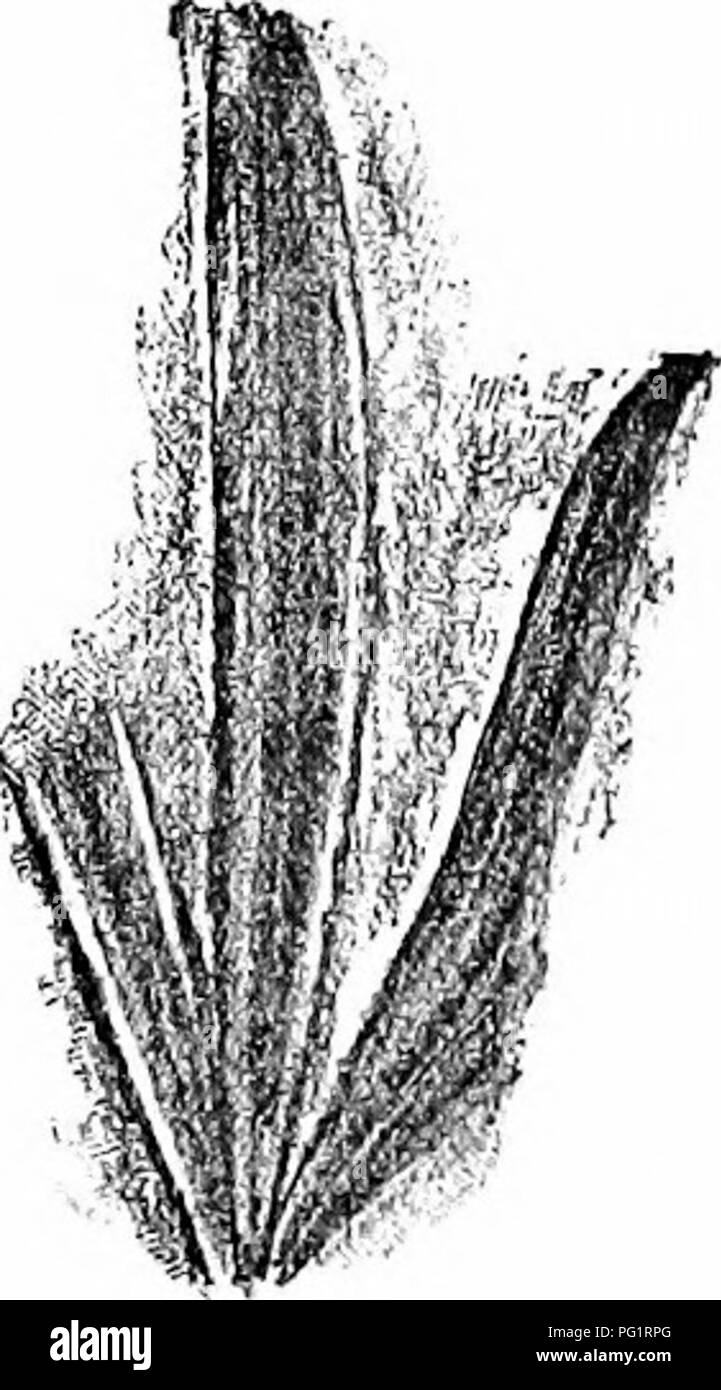 . Catalogue des plantes du Mésozoïque dans le département de géologie, British Museum (Natural History) [Partie III-IV] le Jurassique de la flore. La paléobotanique ; la paléobotanique. 102 BAIEKi. Dans un article rédigé par un auteur anonyme (Buckman) dans le Oeologist de 1863, un dessin de Mme Strickland est donnée d'une feuille de Sevenhampton, dit d'être identique avec StricUandia^ ; acuminata mais ce spécimen (maintenant dans le Sedgwick Museum, Cambridge) a des lobes et est probablement identique à la feuille spécifiquement indiqué dans le PI. XI. Fig. 3, que j'ai nommé" Ginlcg digitata. C. 3433. PI. IX. Eig. 2. Probablement l'original de Banque D'Images