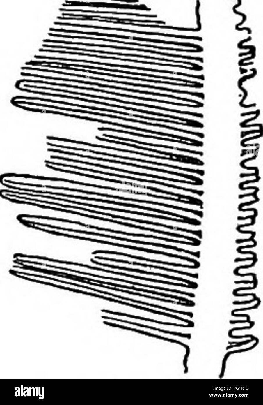 . Catalogue des plantes du Mésozoïque dans le département de géologie, British Museum (Natural History) [Partie III-IV] le Jurassique de la flore. La paléobotanique ; la paléobotanique. OTOZAMITES, 39 la plus longue est de 5 cm. de long et 2 mm. broa' !". La fronde est vu d'en bas, de sorte que le pinnse sont coupées brutalement par les bords de l'raohis ; chaque pinna semble être ti'aversed par un seul esprit. Eegis de Lyme. Acheté, 1870. C. 4076. Text-fig. 3. Un modèle de 8 cm de longueur, dont une partie est représentée dans l'figm-e ; les pinnules sont plus droite et attaché au rachis à un angle plus large que dans l'exemple showu Banque D'Images