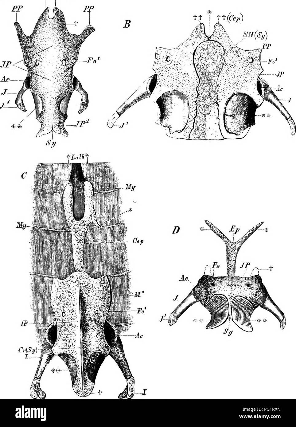 Elements De L Anatomie Comparee Des Vertebres Anatomie Comparatif T I N Jac Gt Ft T A Fi C E P Fui 90 Apelvis De A Proteus Aniphinma 1i C Cri Ptobranchuti Et U Sa Amniidra
