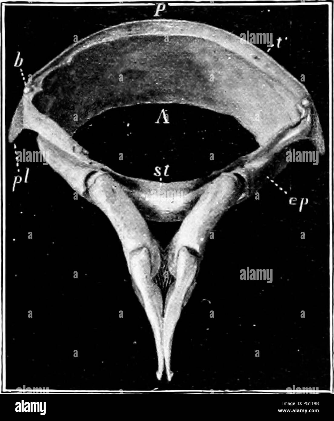 . Histoire naturelle de l'homard américain... (Crustacea Decapoda) ; la pêche au homard. . Veuillez noter que ces images sont extraites de la page numérisée des images qui peuvent avoir été retouchées numériquement pour plus de lisibilité - coloration et l'aspect de ces illustrations ne peut pas parfaitement ressembler à l'œuvre originale.. Herrick, Francis Hobart, 1858-1940. Washington, gouvernement. L'impression. L'arrêt. Banque D'Images