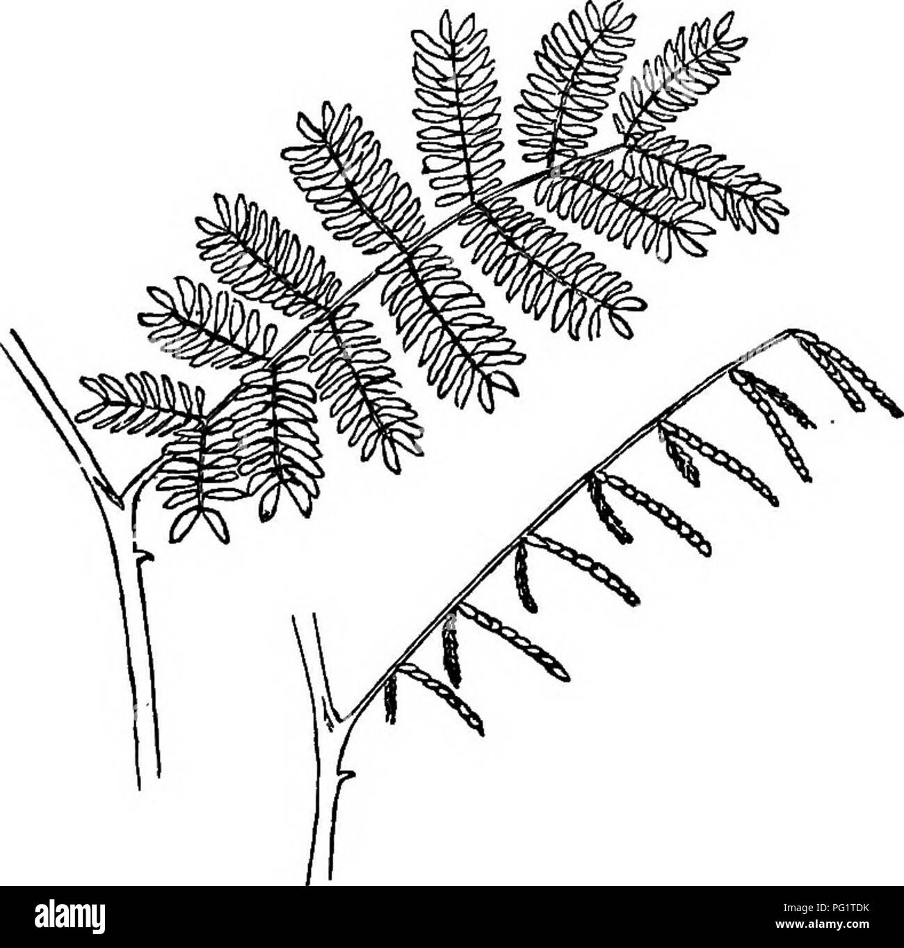 . La puissance de mouvement dans les plantes . Les plantes, la botanique. CIECUMNUTATION 382 modifié. Chap. VH n'appliquent pas pleinement à la petite feuille ici compris. Le pinnsB se déplacent vers l'avant et en même temps couler vers le bas, tandis que la principale pétiole augmente considérablement. En ce qui concerne le degré de mouvement : la borne deux pinnte d'un spécimen capturé formés ensemble un angle de 100° au cours de la journée, et la nuit de seulement 38°, de sorte que chacun avait déplacé 31° vers l'avant. L'avant-dernier jour pinnse au cours de l'ensemble forment un angle de 180°, c'est, ils se tenait dans une ligne droite en face de l'autre, et la nuit, chacun avait déplacé 65° F Banque D'Images