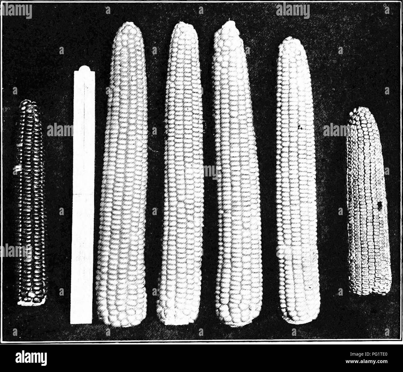 . Les cultures de maïs : une discussion sur le maïs, et le sorgho comme kafirs, cultivé aux États-Unis et au Canada. Maïs, sorgho, maïs kafir. Et les semis précoce 189 variétés dent partager à propos de l'égalité de popularité avec le silex. Au-dessus de 1000 pieds d'altitude, pierres sont presque universels. Variétés de silex huit rangs et douze rangs Silex jaune Nez Phihp Roi Charbon Canada variétés Dent Fierté de l'Amérique du bouchon blanc Hall's Gold Nugget diverses variétés acclimatées dans cette section locale, un tiers à une moitié du maïs est cultivé pour l'ensilage. À cet effet, la semence est habituellement. Fig. 54. - Quatre oreilles en cen Banque D'Images