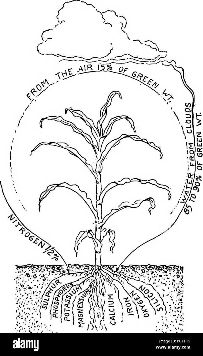 . Les cultures de maïs : une discussion sur le maïs, et le sorgho comme kafirs, cultivé aux États-Unis et au Canada. Maïs, sorgho, maïs kafir. Physiologie des plantes 43 COMN. --. -'je FRÊNE DU SOL 1 %GREEN WTf :. ;. ? Fig. 17.  La source d'éléments fournissant une plante de maïs. Environ 10 pour cent de la masse verte (50  % du poids sec) est le carbone. Environ 5  % est l'oxygène et 4  % d'hydrogène. L'oxygène provient de l'air en combinaison avec du carbone, de l'eau ou de sels d'oxyde. L'hydrogène provient principalement de l'eau. Les cendres provenant de la terre est égale à environ 1  %, et l'azote J  % de la Banque D'Images