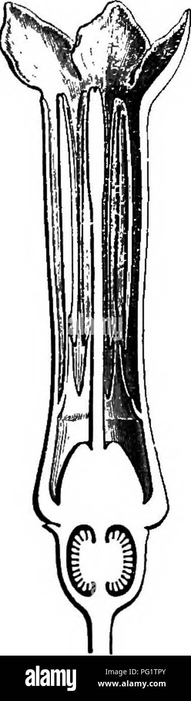 . L'histoire naturelle des plantes. La botanique. BUBIACJEM. Dans Bertiem 317, place de, les fleurs ont un ovaire avec deux multiovulate les cellules, un calice à dents courtes ou aucun et une corolle à cinq lobes contorsionnée. Parfois, l'un de ces derniers devient tout à fait couverts et un autre couvrant par ses deux marges. La introrse anthères sont surmontées d'un apicule du tissu conjonctif. Mais les ovules sont supportés à grande placenta, meublé avec un pied assez long (comme celui de certains Oldenlandiece), et les fleurs sont groupées en cymes et ces grappes pendantes en souvent. Ce sont des arbres ou arbustes Banque D'Images