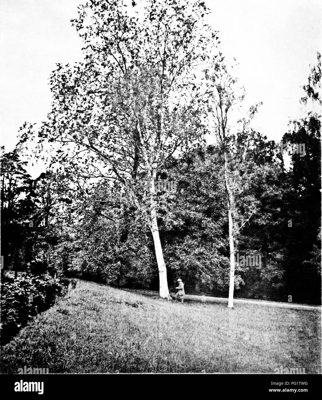 Ce travail explore les espèces d’arbres indigènes de Grande-Bretagne et d’Irlande, offrant des descriptions détaillées et des illustrations. Il comprend des espèces telles que le bouleau à papier, en mettant l'accent sur leurs caractéristiques et leur répartition dans la région. Banque D'Images