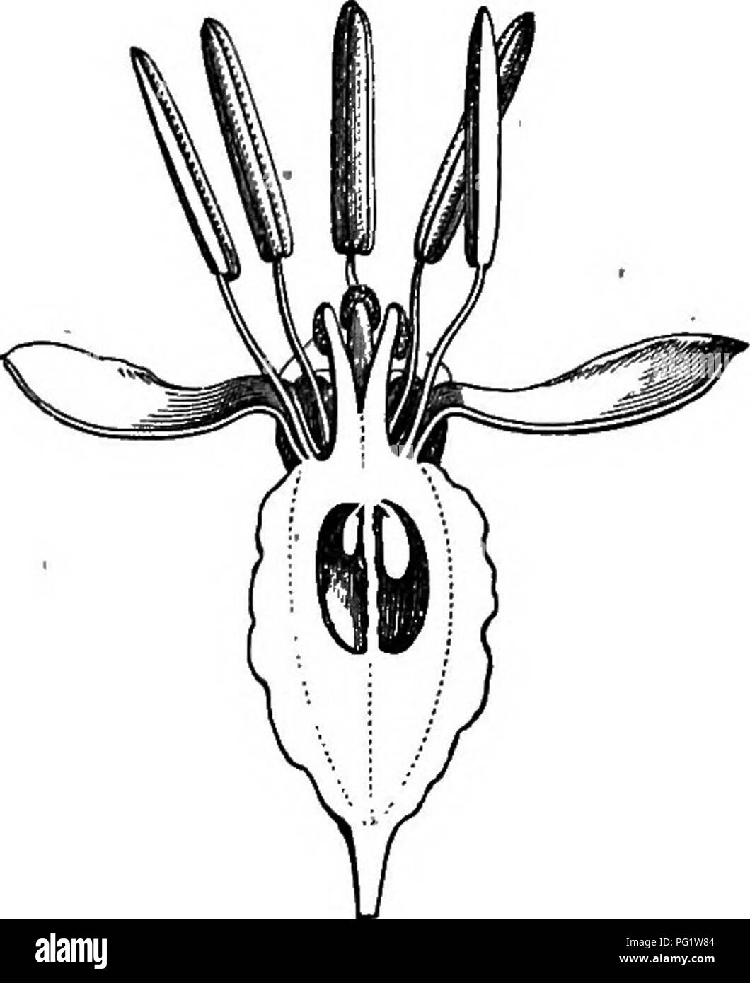 . L'histoire naturelle des plantes. La botanique. Fig. 462. Flower (|). Fig. 464. Gynasoium. Fig. 463. Long. de secte, de fleur. c'est avec deux sépales, deux pétales, deux verticilles de deux étamines,,et d'un ovaire avec deux uniovulate les cellules. M. Brownii, la seule espèce connue,* et herbacée glabre, pousse dans le sud de l'Australie et de Tasmanie. Loudonia^ (flg. 462-464), originaire du même pays, a dimerous tetramerous ou 4-8-androus et fleurs, et l'ovaire à ailes 4 dispose de deux ou quatre cellules, la séparant de la partition qui disparaît plus ou moins complètement à un certain âge et est représenté i. 5 293 ii. Banque D'Images