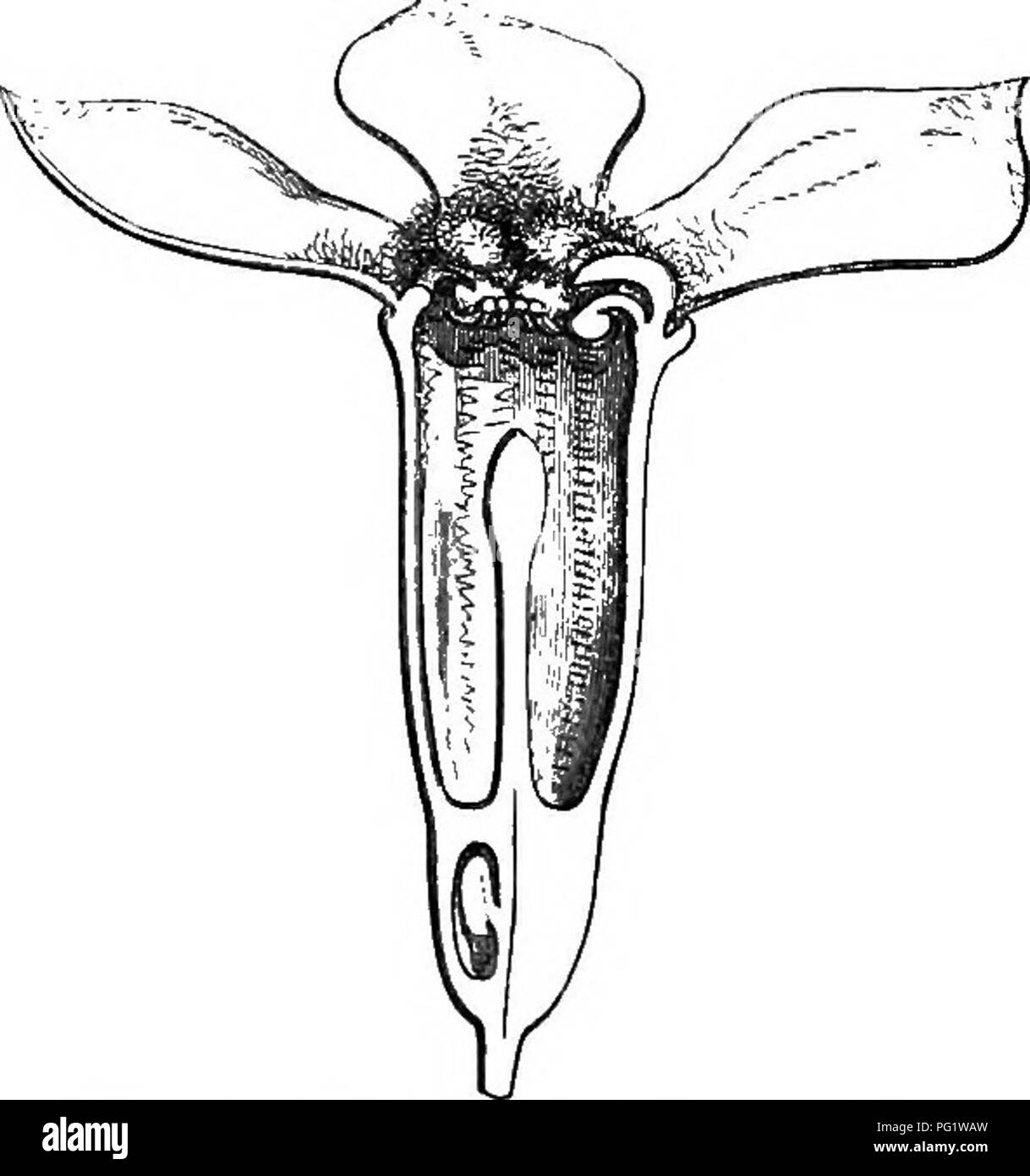 . L'histoire naturelle des plantes. La botanique. Fig. 425. Flower (}). qui l'ovaire est abouté, et à l'orifice supérieur de qui sont insérées quatre ou cinq sépales colorés, comme de nombreux petits pétales de rechange, super- posés à qui sont un nombre égal d'étamines, anthères courtes bilocularintrorse avec â, surmontée d'un conjonctif glandulaire. Les cellules de l'ovaire infère, 3-5 en nombre, contiennent chacun 2 ou 3 ovules croissant avec micropyle extérieur et inférieur. Decaisnb (trad. a. Gen. Botan. 292) a décrit et figuré les ovules comme pendentif, une grave erreur. Le fruit est drupacé, le putamen et délimite un Banque D'Images