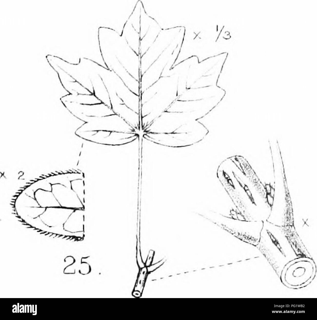 . Les arbres de Grande Bretagne &AMP ; l'Irlande. Les arbres ; les arbres. Ny ( ^^. '' ,,-&Lt ; II â ! ^ Ccuripeslre caiTipt -'StT'e. R UN ^^' V'- "'â ^.j'x iv. t--i&lt ; 7' '- ? K .^ j campestre j't. ' X ,-^'-^^ / P5 ;  , ! 27 ^ - â'T' u l :)frii;n. Veuillez noter que ces images sont extraites de la page numérisée des images qui peuvent avoir été retouchées numériquement pour plus de lisibilité - coloration et l'aspect de ces illustrations ne peut pas parfaitement ressembler à l'œuvre originale.. Elwes, Henry John, 1846-1922 ; Henry, Augustin, 1857-1930. Édimbourg, Priv. L'impression. Banque D'Images