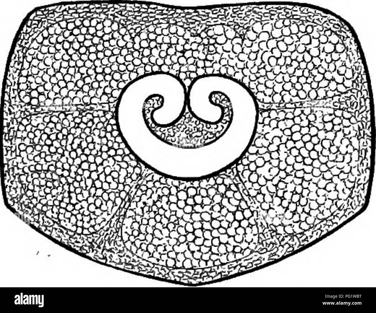 . L'histoire naturelle des plantes. La botanique. Fig. 112. Les fruits (f). L'espoir, ce n'est un peu ressemblant à un Fumariea, dont le petit irregu- ment portent des ombelles composées,fl owers avec un peu irrégulier corolle réussi par un petit fruit ovale, comprimé bien parallèle à la partition. Les trois T 1 . T Theoearpus meifolius pnmary dorsale. les crêtes sont indistinctes et linéaire j l'sont marginales à une aile étroite dilaté sur lequel le vittse sont représentés par de petits réservoirs orbiculaire rempli d'une substance résineuse huileuses. Theoearpus (fig. 112) est une plante vivace du Levant, les caractères externes de Banque D'Images