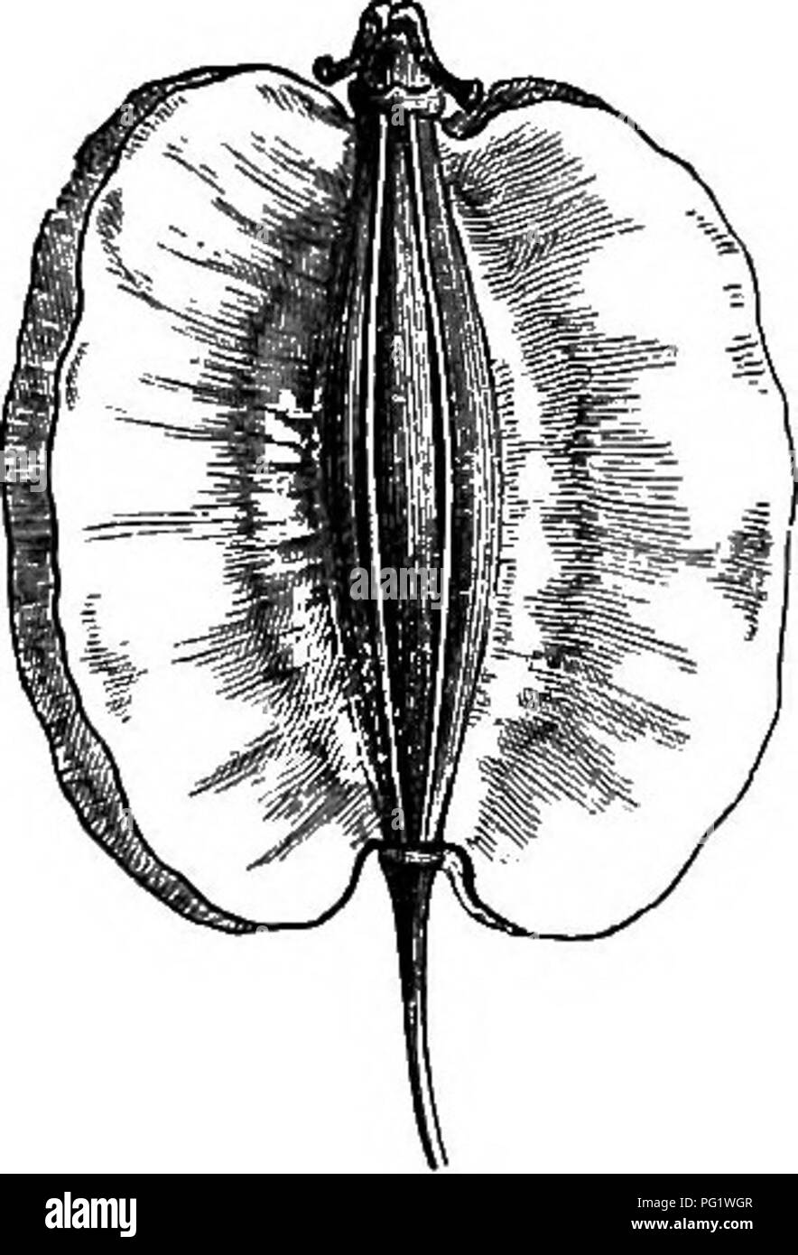 . L'histoire naturelle des plantes. La botanique. Fig. 73. Les fruits. Fig. 74. Trans, de secte, de fruits (j). Laserpitium (fig. 73, 74) a donné son nom à une tribu (Laserpitiece) ; nous le renvoyer à l'types. Le fruit est légèrement comprimé parallèle à l'commissural, et son principal et secondaire les crêtes sont visibles. Mais alors que le principal est linéaire et peu importante, le latifoiium Laserpitium secondaires sont développés dans tout le dentelatc. ou ailes, plat ou presque, en particulier les marginaux, qui sont ordinairement plus grandes que la nageoire dorsale. La semence, dans ce genre, est plat ou sMghtly con- cave sur t Banque D'Images