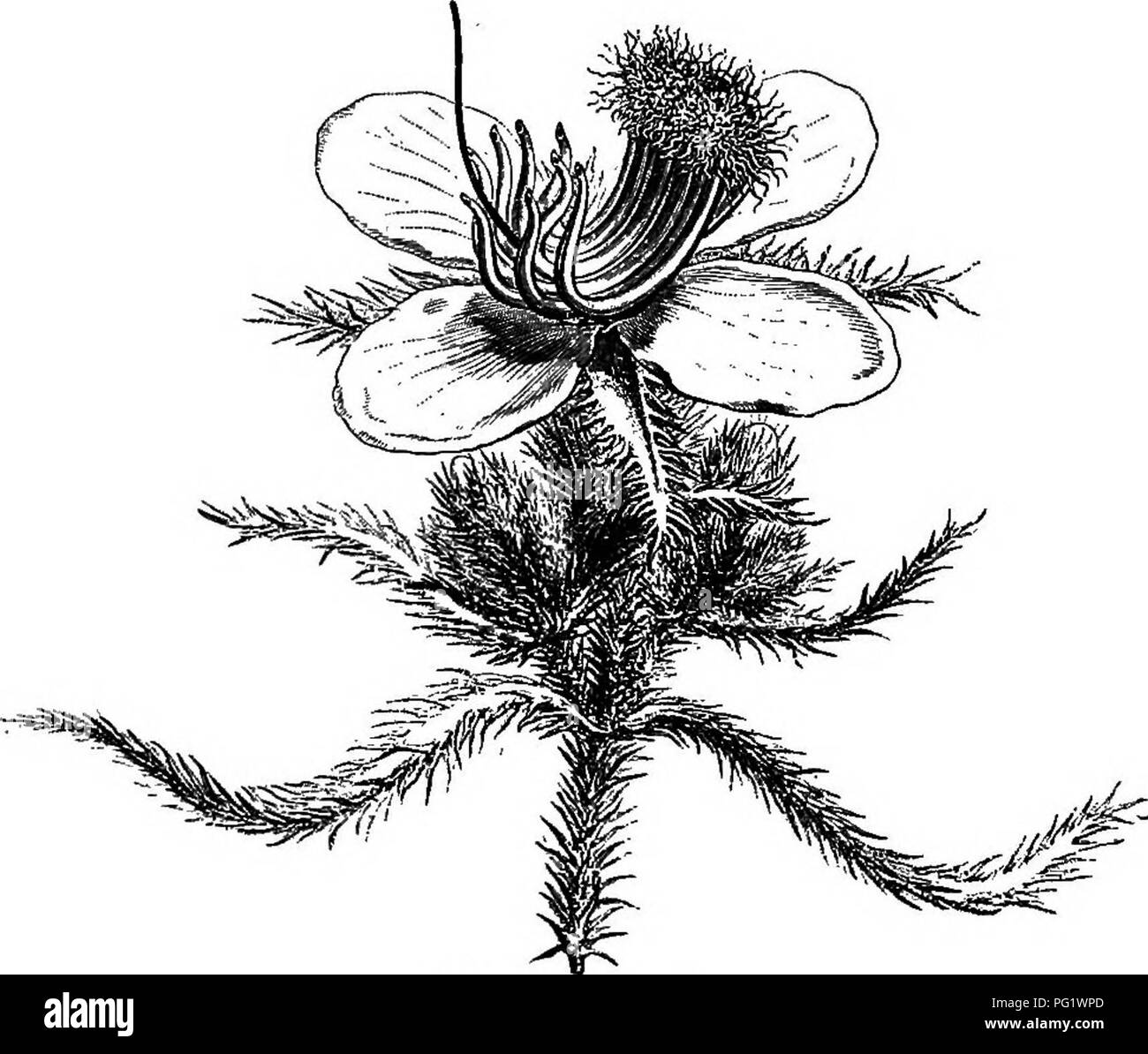 . L'histoire naturelle des plantes. La botanique. 16 L'HISTOIRE NATURELLE DES PLANTES. Jifarumia. muscosa situé au-dessus de l'appendice l'insertion de l'fikment ; mais cet appendice est courte et subulées ; parfois même il est presque entièrement défaut. Dans ces deux genres d'ailleurs l'anthère est allongé, pointu, sessiles ou presque en haut de la route et s'ouvre par un pore. Miconia a également donné son nom à une tribu (Miconiece) de cette famille. Les fleurs sont 4-8-mères et les étamines, disposés en deux verticilles, sont légèrement inégale, mais sont le plus souvent insérés à deux niveaux différents. Ils Banque D'Images