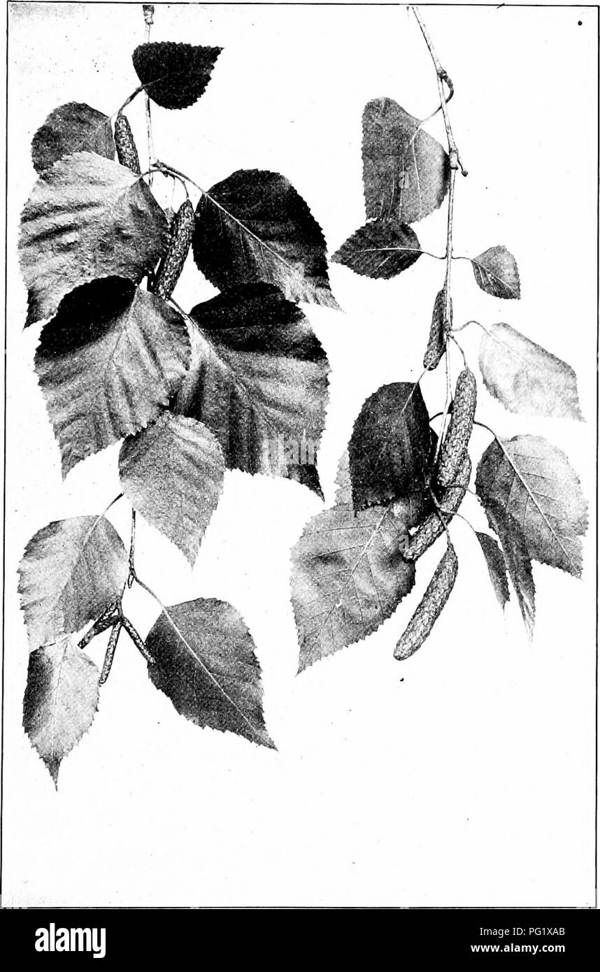 . Nos arbres indigènes et la façon de les identifier ; une étude de leurs habitudes populaires et leurs particularités. Les arbres. Le bouleau à papier. Les pulvérisations de fructification de papier Bircli Betiila papj,'ii/fra. Laisse 2' à 3' de long, ^' à 2' de large.. Veuillez noter que ces images sont extraites de la page numérisée des images qui peuvent avoir été retouchées numériquement pour plus de lisibilité - coloration et l'aspect de ces illustrations ne peut pas parfaitement ressembler à l'œuvre originale.. Keeler, Harriet L. (Harriet Louise), 1846-1921. New York, C. Scribner's Sons Banque D'Images