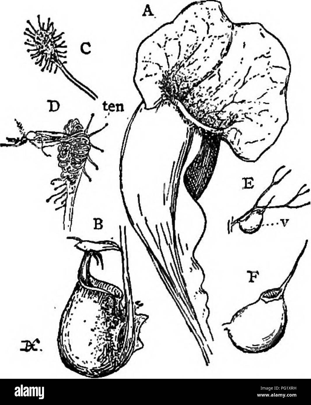 . Des conférences sur l'évolution des plantes. Botanique ; les plantes. 258 ÉVOLUTION DES PLANTES sa surface supérieure. L'étrange liquide digestif qui est présent dans les deux cas est probablement un produit direct de la plante elle-même, bien qu'il a été affirmé qu'il est due à la présence de certaines bactéries, qui sont présents en grand nombre. Si le processus digestif est due à la sécrétion de la plante elle-même, ou à l'activité des bactéries, les produits de la digestion sans aucun doute à l'usine d'alimentation avec des aliments azotés. Le lanceur-plants. Nepenthes (Fig. 58, B), Sarracenia (Fig. 58, A), et Dar Banque D'Images