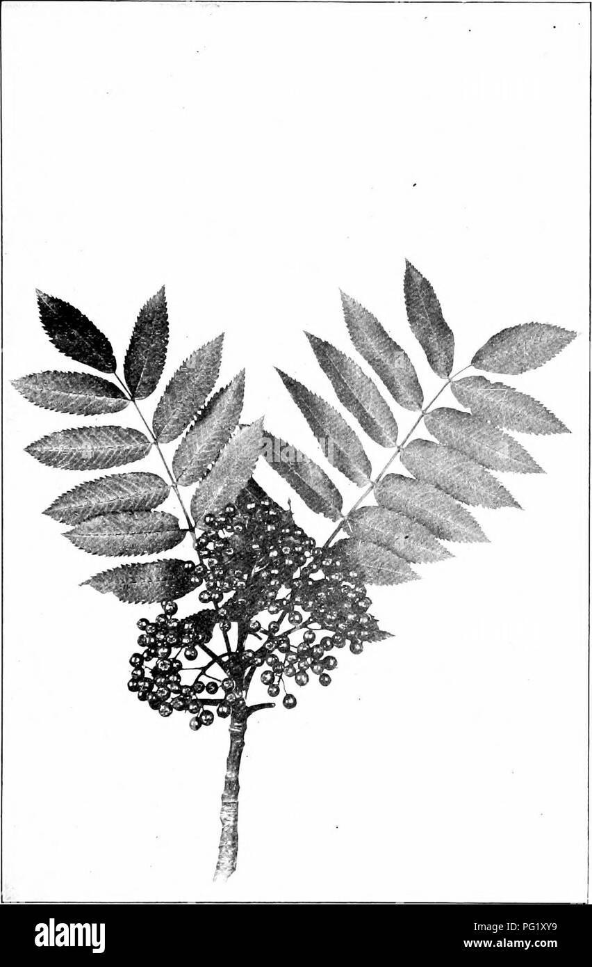 *Our Native Trees* de Harriet L. Keeler se concentre sur l’identification et la compréhension des arbres indigènes, y compris le frêne des montagnes (*Prunus americana*). Le texte décrit sa pulvérisation de fructification, les caractéristiques des feuilles et les modèles de croissance, aidant les lecteurs à identifier cette espèce dans la nature. Banque D'Images *Our Native Trees* de Harriet L. Keeler se concentre sur l’identification et la compréhension des arbres indigènes, y compris le frêne des montagnes (*Prunus americana*). Le texte décrit sa pulvérisation de fructification, les caractéristiques des feuilles et les modèles de croissance, aidant les lecteurs à identifier cette espèce dans la nature. Banque D'Images