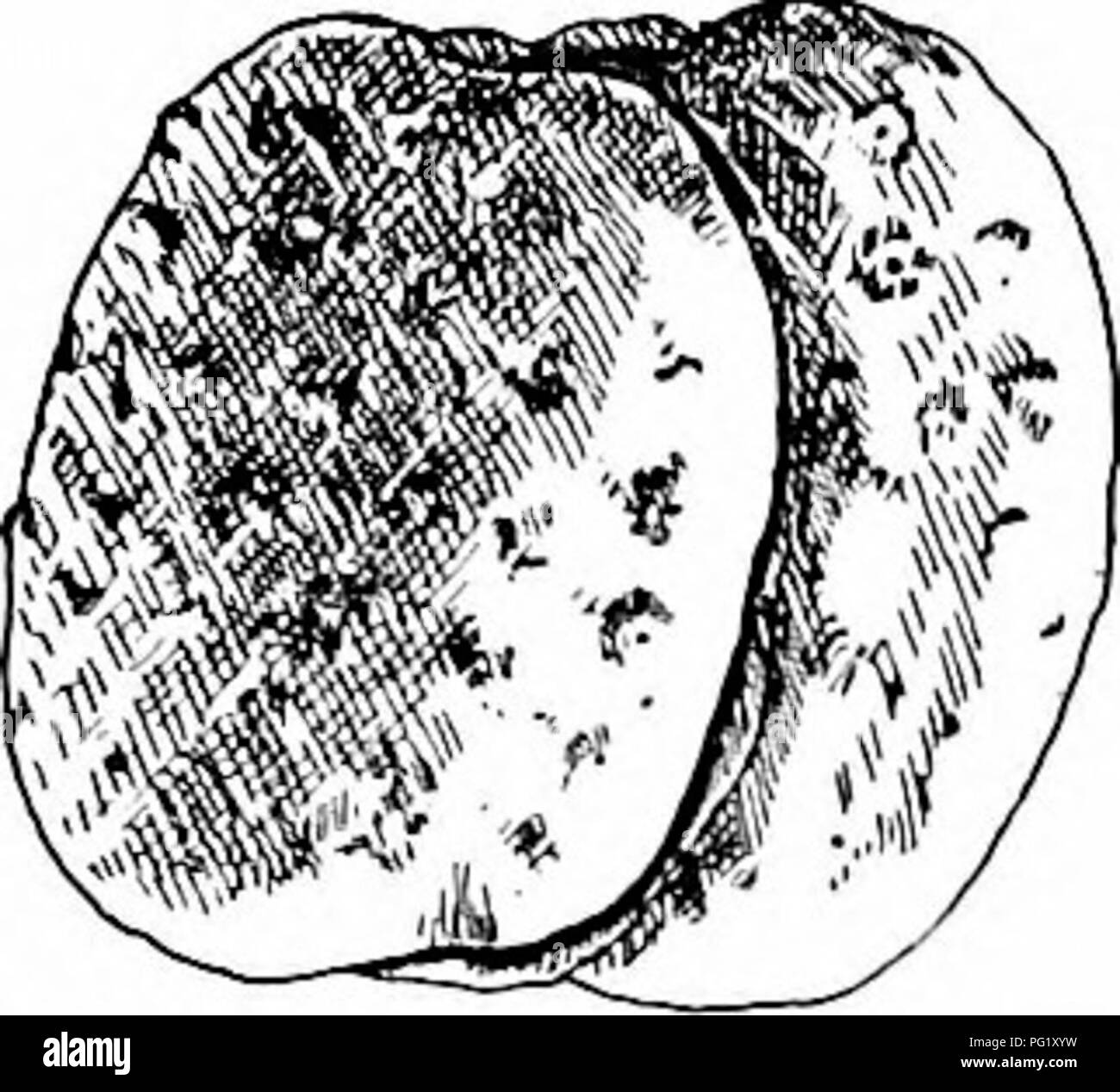 Référence botanique sur les arbres indigènes d'Amérique du Nord, avec des descriptions de leurs habitudes, caractéristiques et traits notables. Comprend des informations sur le marronnier et les maladies affectant ses feuilles. Banque D'Images