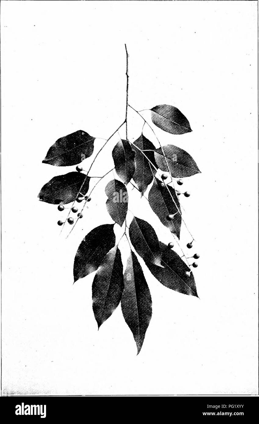 Cette illustration montre le cerisier noir (Prunus serotina), avec un accent sur sa branche fructifiante. Les feuilles de la cerise noire mesurent de 2 à 5 pouces de long, et ses cerises sont petites, typiquement de 1/4 à 1/2 pouce de diamètre. Cet arbre est originaire d'Amérique du Nord et est connu pour son bois précieux et ses fruits sucrés. Banque D'Images Cette illustration montre le cerisier noir (Prunus serotina), avec un accent sur sa branche fructifiante. Les feuilles de la cerise noire mesurent de 2 à 5 pouces de long, et ses cerises sont petites, typiquement de 1/4 à 1/2 pouce de diamètre. Cet arbre est originaire d'Amérique du Nord et est connu pour son bois précieux et ses fruits sucrés. Banque D'Images