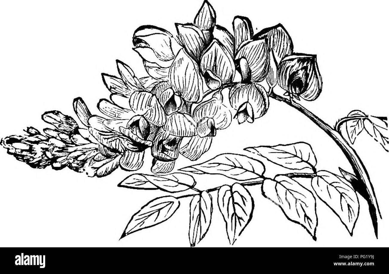 . Le guide de l'apiculteur ; ou, Manuel du rucher. Les abeilles. 408 Le beb-kbepbr's guide ; frutescens), (Fig. 208), l'ornement très grimpeur, ou encore la plus belle glycine Wistaria sinensis (Chinois), (Fig-. 209), qui a plus que l'autochtone, grappes et fleurs souvent deux fois dans la saison. Ce sont les woody pour la twiners. Apiculteur J'ai le regret de dire que ni l'un est hardy au Michigan. L'épine-vinette, trop (Berberis vulgaris), (Fig. 210), vient après la nouaison des fleurs, et c'est bondé de abeilles à la recherche de nectar au printemps, comme pour les enfants en hiver, en quête de la belle scarlet ber Banque D'Images