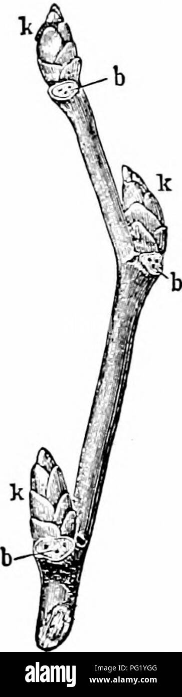 . Des études de l'usine ; une école primaire la botanique. La botanique. SHOOTS 7555. Le type de porte-greffe.âThis proL est probablement la forme la plus courante d'snhter raucan- .tige. C'est, comme elonijatcd sont foli- tiges d'âge, et l'échelle lience feuilles sont bien séparées. Il est prominentl}' utilisé pour le stockage de nourriture, et est aussi admirablement adaptée pour la migration souterraine (voir Fig. OS). Il peut faire pour l'usine, dans la façon de migrati(ni, ce que le feuillage se prosternent- tiges de roulement n, et isin amore position protégée. La promotion sous le sol, il envoie une succession de branches à la surface. C'est une méthode très etticient pour l ' Banque D'Images