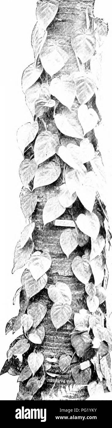 . Des études de l'usine ; une école primaire la botanique. La botanique. 60 STUniES grandement que le groupe 2)é des feuilles est rediieed. Sans une très grande profondeur de l'eau une limite est atteinte, au-delà de laquelle la lumière n'est plus ahle d'être au service de la feuilles dans leur travail. Par conséquent, c'est que des plantes de l'eau sont limités à la surface de l'eau, l'^» ou à shoal lieux ; et dans les lieux de la végétation est très abondante. "L'eau est si grave un obstacle à la lumière qui très nombreuses plantes apportent leurs feuilles de travail à la surface un.e ihxit entre eux, comme on le voit dans les nénuphars, compte tenu de l'obtention d'autobus (je non diminuée Banque D'Images