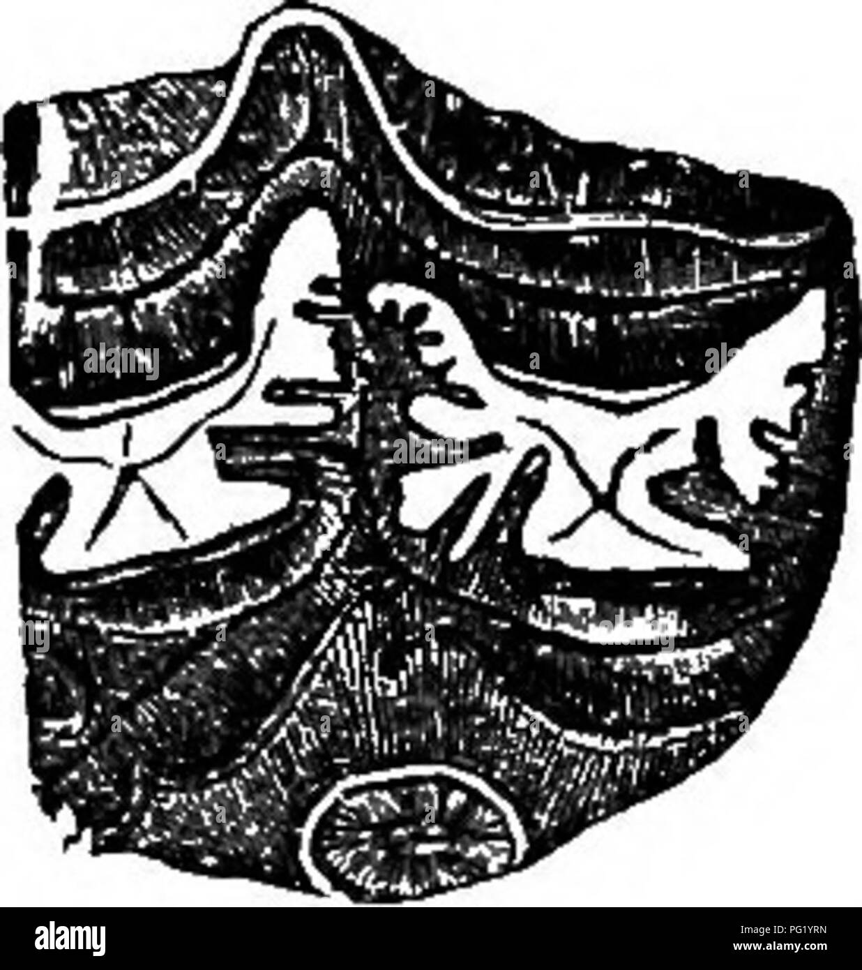 . Une main-d'adresses pour les Britanniques mammalia. Les mammifères. 3i6 histoire naturelle de Lloyd's. la plus caractéristique est une espèce nommée C. verfkornis, caractère organisé par ses bois court et épais, dans lequel le " cylindrique " front-courbes des dents vers le bas sur le front, tandis qu'au-dessus il existe deux dents de forme ovale, et le faisceau haut devient aplati et développée en une couronne de deux points. Les porcs ont été représentés par deux espèces éteintes, dont l'un était presque allié à, si ce n'est pas identique, la gigantesque de l'erymanthius sus les dépôts du Pliocène de l'Attique ; tandis que la plus petite a été identifié wit Banque D'Images