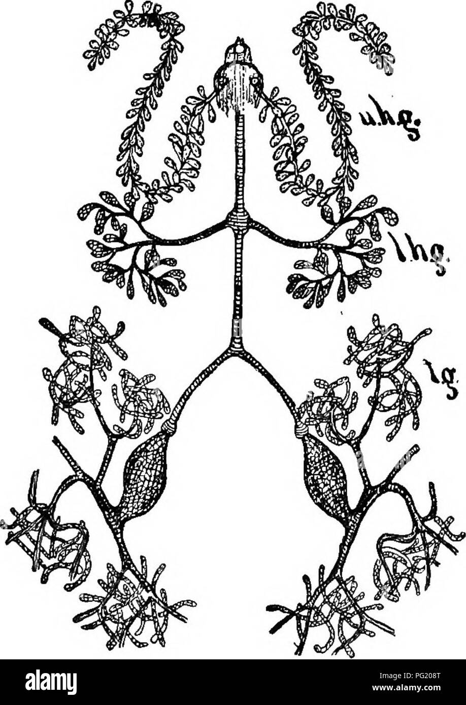 . Le guide de l'apiculteur ; ou, Manuel du rucher. Les abeilles. 138 THB BBB-KBBPBR GUIDB ; du nectar. La filière canne-sucre du nectar est certainement digérées ou transformés en la plus assimilable et osmotique-glucose comme le sucre de miel. Très probablement ces glandes racémeuses composé le tube d'alimentation ferment que réalise cette partie de Fig. 59.. Système d'Oland de Bee, après la digestion. Oirard. De même nous digérer toute la filière canne-sucre que nous mangeons. Le miel n'est pas toujours entièrement digéré, les drones et les reines, et les travailleurs, de posséder ces glandes. Glandes de Wolff sont grandes glandes folliculaire (Fig. 60), situat Banque D'Images