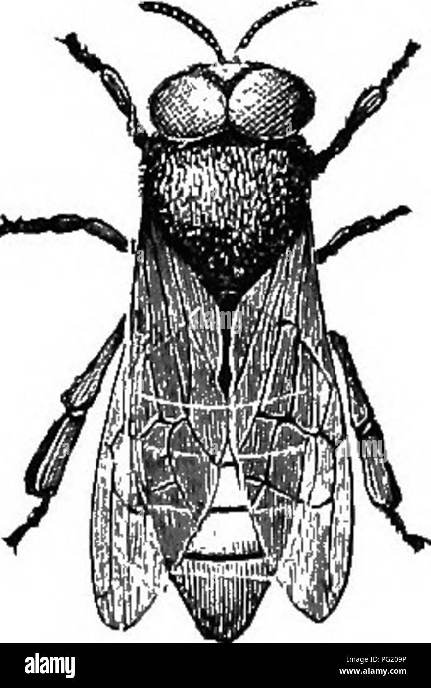 . Le guide de l'apiculteur ; ou, Manuel du rucher. Les abeilles. {Original.) Fig. 47.. Drone-Bees magtiifled,, de Newman, fig. 48.. Veuillez noter que ces images sont extraites de la page numérisée des images qui peuvent avoir été retouchées numériquement pour plus de lisibilité - coloration et l'aspect de ces illustrations ne peut pas parfaitement ressembler à l'œuvre originale.. Albert Cook, John, 1842-1916. Chicago, Illinois , George W. York &, le nom de l'entreprise Banque D'Images