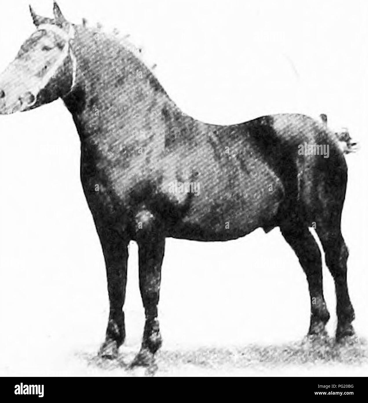Tumeur Au Jarret Du Cheval 5 Lettres Bog spavin Banque de photographies et d'images à haute résolution - Alamy