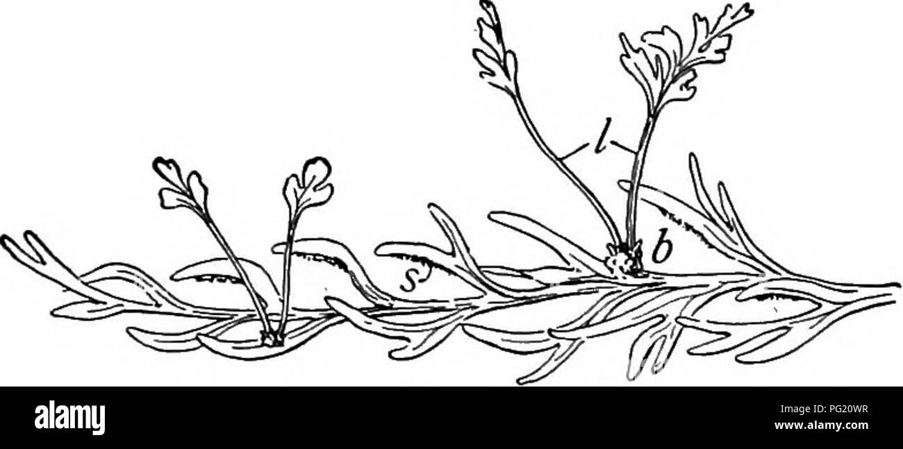 Ce manuel de botanique fournit un regard approfondi sur la structure et la reproduction des plantes tropicales, avec un accent particulier sur Ficus religiosa et Asplenium. Il couvre la morphologie des feuilles et les processus de reproduction tels que la formation de spores et la propagation végétative. Banque D'Images